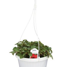 PF #8 HB Double Imp Fiesta Deep Orange