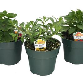 PF #4.5 Pot Trip of Premium Annuals