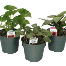 PF #4.5 Pot Premium Annuals