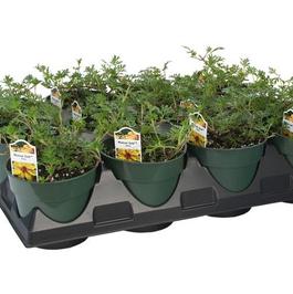 PF Tray of #4.5 Pot Bidens Mexican Gold