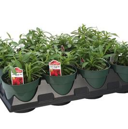 PF Tray of #4.5 Pot Callie Bright Red