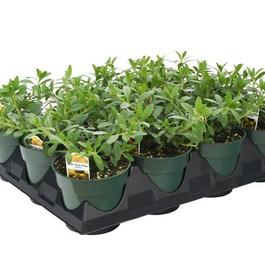 PF Tray of #4.5 Pot Callie Deep Yellow