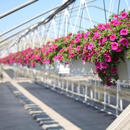 Summer Sensation #10 Hanging Baskets