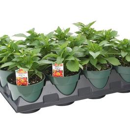 PF Tray of #4.5 Pot Dahlia's