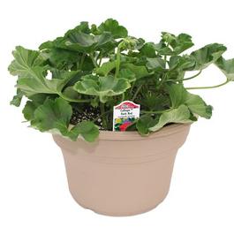 PF #8 Terra Pot Calliope Dark Red