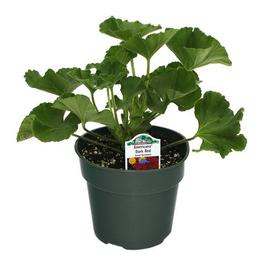 PF #4.5 Pot Americana Dark Red