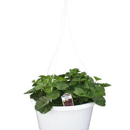PF #10 HB Ivy Geranium Ruby Red