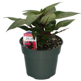 PF #4.5 Pot New Guinea Sonic Lilac