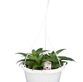 PF #8 HB New Guinea Sonic Light Pink