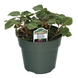 PF #4.5 Pot Dbl Imp Silhouette Cherry Red