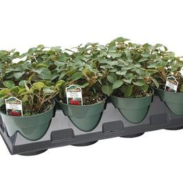 PF Tray of #4.5 Pot Dbl Imp Silhouette Cherry Red