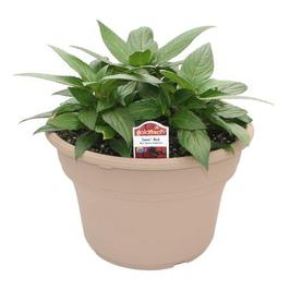 PF #8 TP New Guinea Sonic Red
