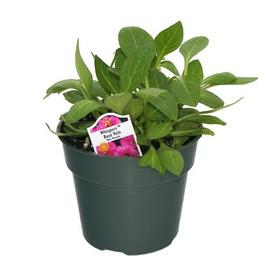 PF #4.5 Pot Whispers Rose Vein