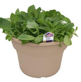 PF #8 TP Petunia Whispers Amethyst
