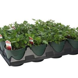 PF Tray of #4.5 Pot Verbena Rapunzel Red