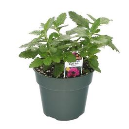 PF #4.5 Pot Verbena Lanai Upright Bright Rose