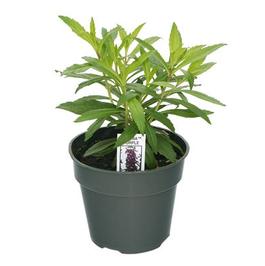 PF #4.5 Pot Angelonia Serenia Purple