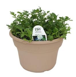 PF #8 TP Verbena Babylon White
