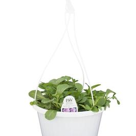 PF #10 HB Supertunia Lavender Pink