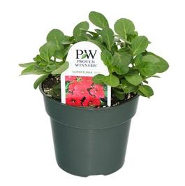 PF #4.5 Pot Supertunia Red
