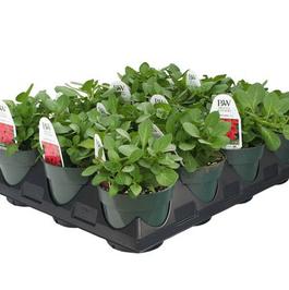PF Tray of #4.5 Pot Supertunia Red
