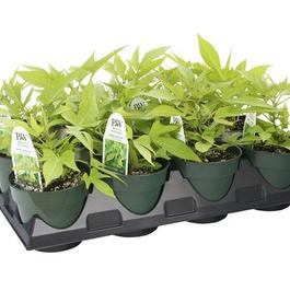 PF Tray of #4.5 Pot Ipomoea Sweet Caroline Light Green