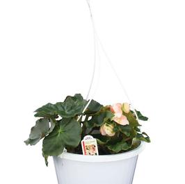 PF #10 HB Heimalis Begonia Fuga Cream
