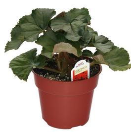 PF #4.5 Pot Heimalis Begonia Veronica