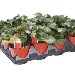 PF Tray of #4.5 Pot Heimalis Begonia Veronica