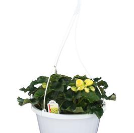 PF #10 HB Heimalis Begonia Blitz