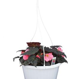 PF #10 HB Begonia Non Stop Mocca Pink Shades