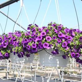 Summer Sensation #10 Hanging Baskets