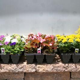 1801 Root Stepper Petunia, Begonia & Marigold's