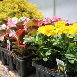 1801 Root Stepper Marigold, Begonia & Petunia Close Up