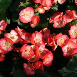 Spring 2013-11