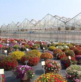 Trial Garden 2