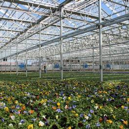 Pansy