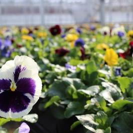 Pansy
