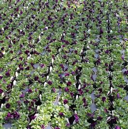 Pansy