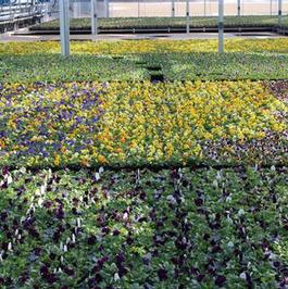 Pansy