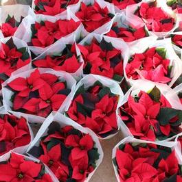 Poinsettia Crop Photos