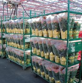 Poinsettia Bagged on Rack