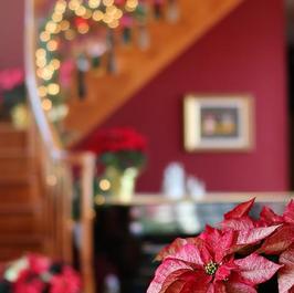 Poinsettia Lifestyle