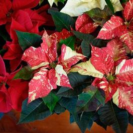 Poinsettias