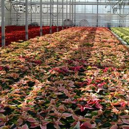 Poinsettia Bay