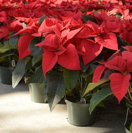 Poinsettias Red