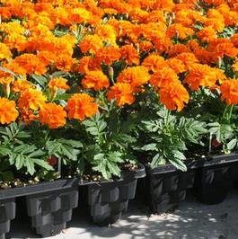 1801 Root Stepper Marigolds