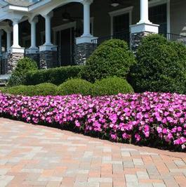 1801 Root Stepper SunPatiens in Landscape