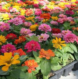 1801 Root Stepper Zinnias