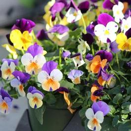 Pansy Mix Closeup